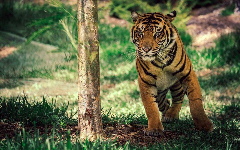 Tiger Walking in Grass — Orange, Alert, Afternoon