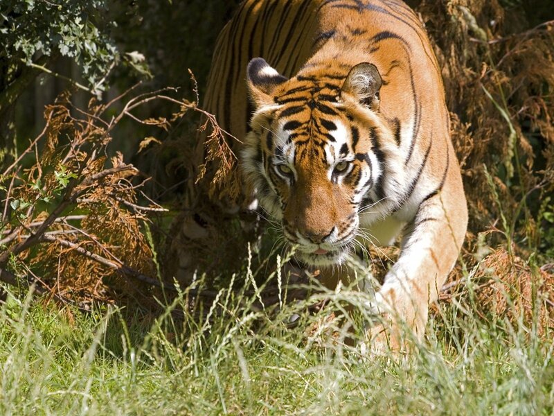 Tiger Walking in Grass — Orange, Alert
