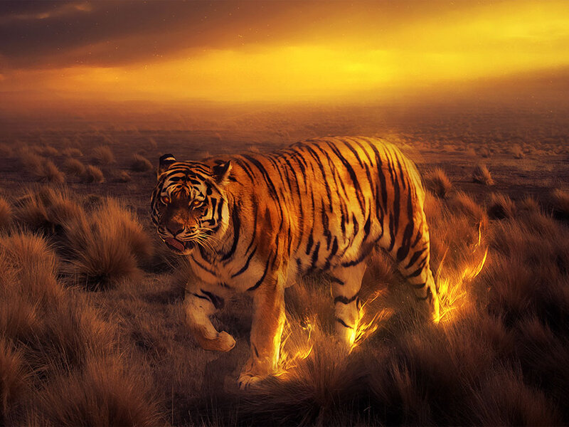 Tiger Walking in Grass — Orange, Dramatic
