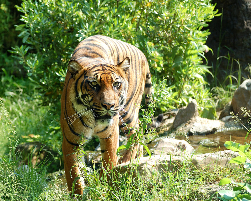 Tiger Walking in Grass — Orange, Natural