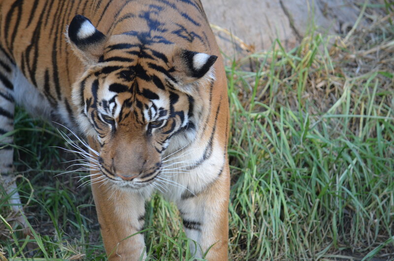 Tiger Walking in Grass — Orange