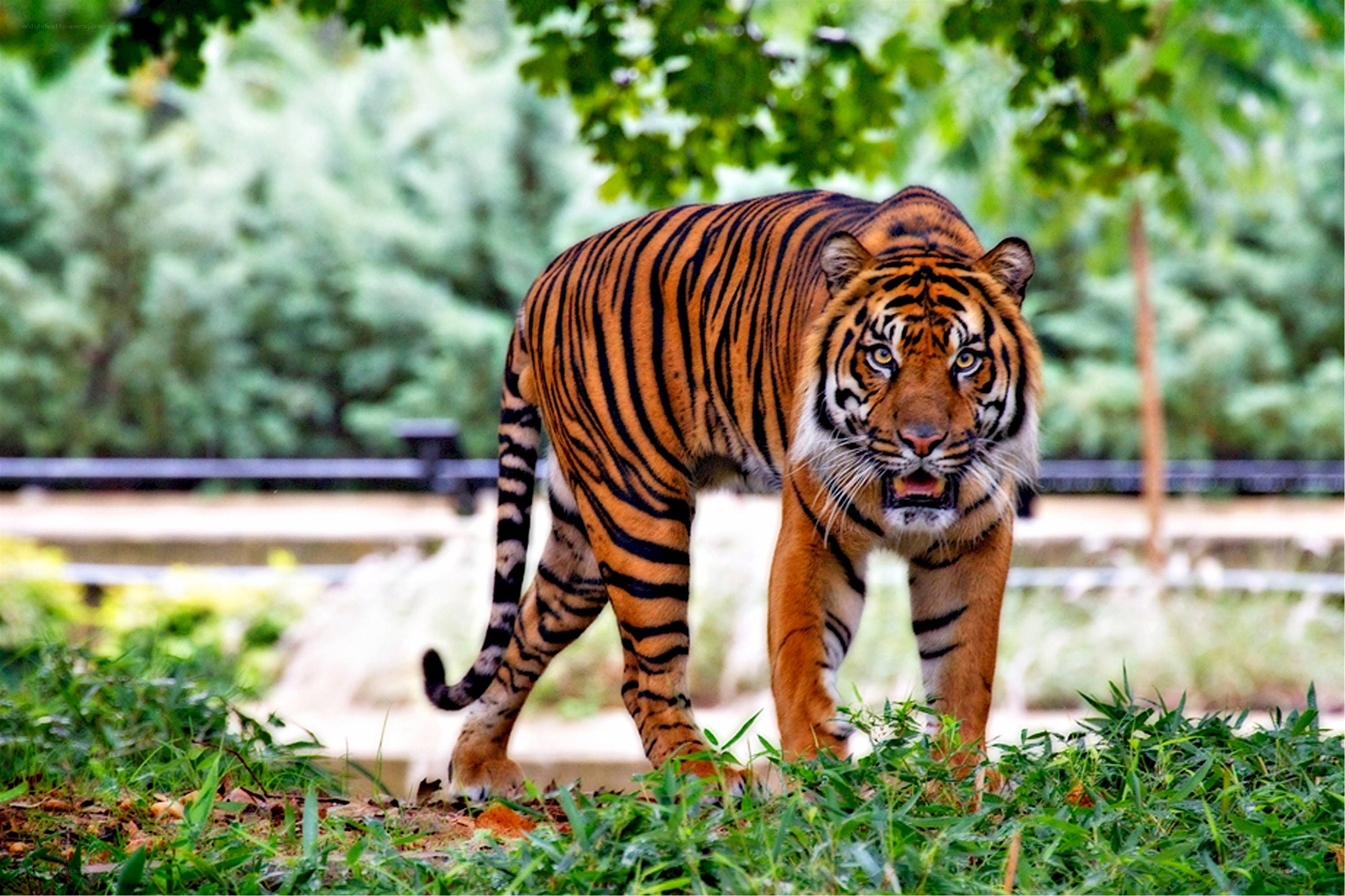Tiger walking in green enclosure