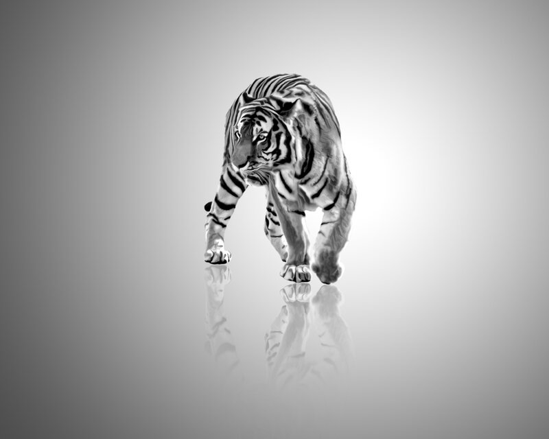 tiger walking in monochrome