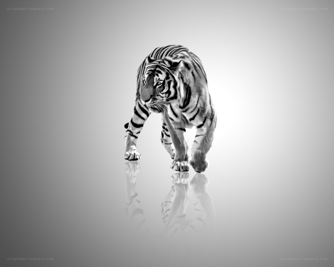 tiger walking in monochrome