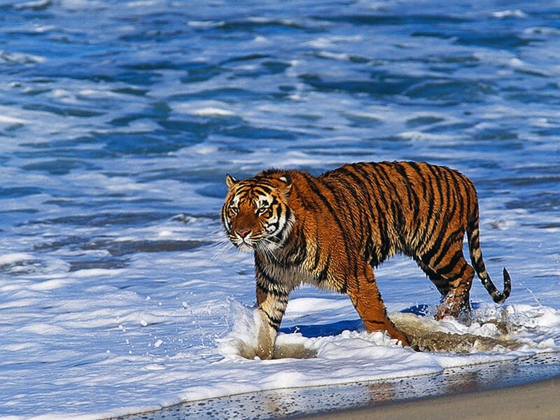Tiger Walking in Ocean