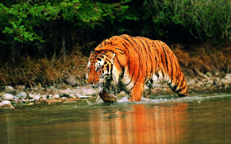 Tiger Walking in River — Orange, Dramatic, Photograph, Trees
