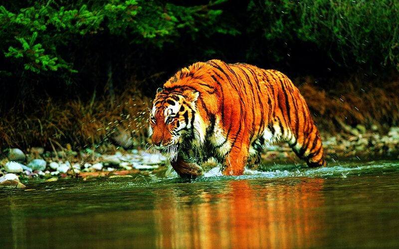 Tiger Walking in River — Orange, Dramatic