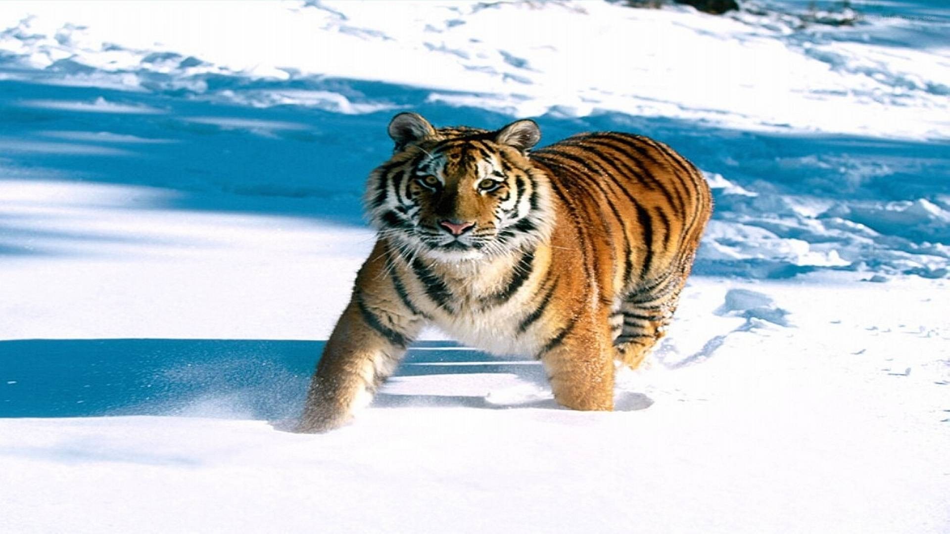 tiger walking in snow