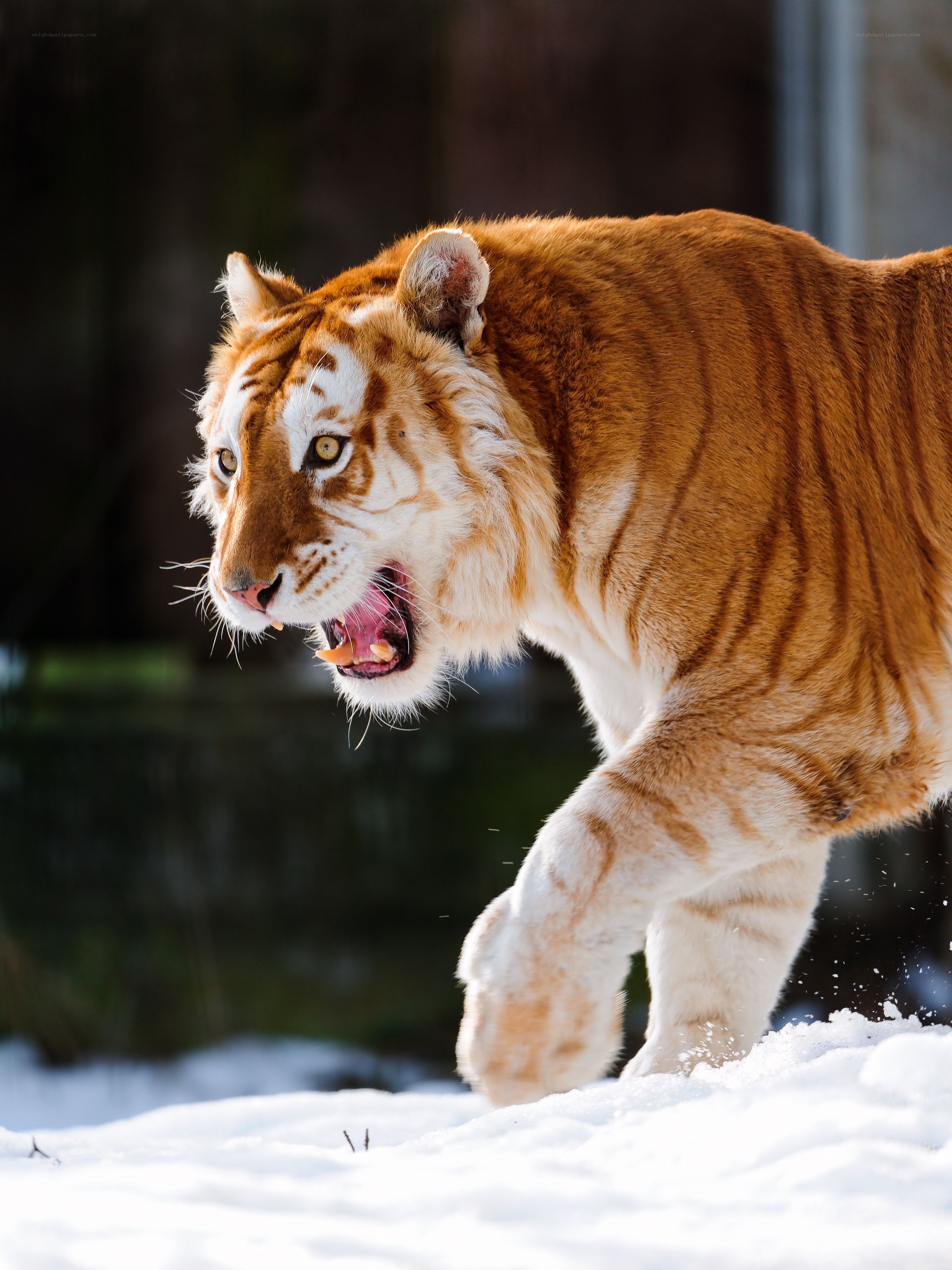 tiger walking in snow