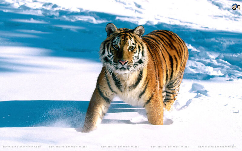 tiger walking in snow