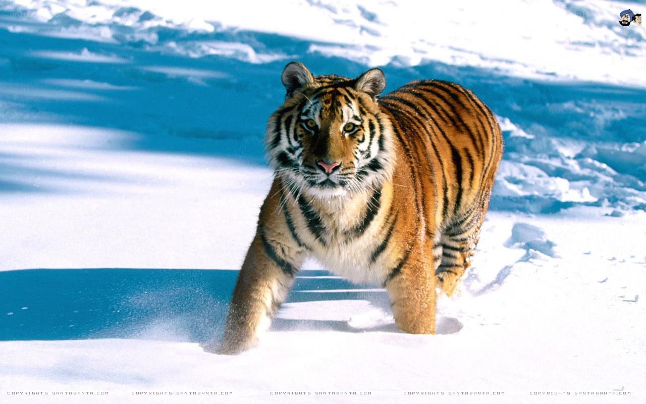 tiger walking in snow