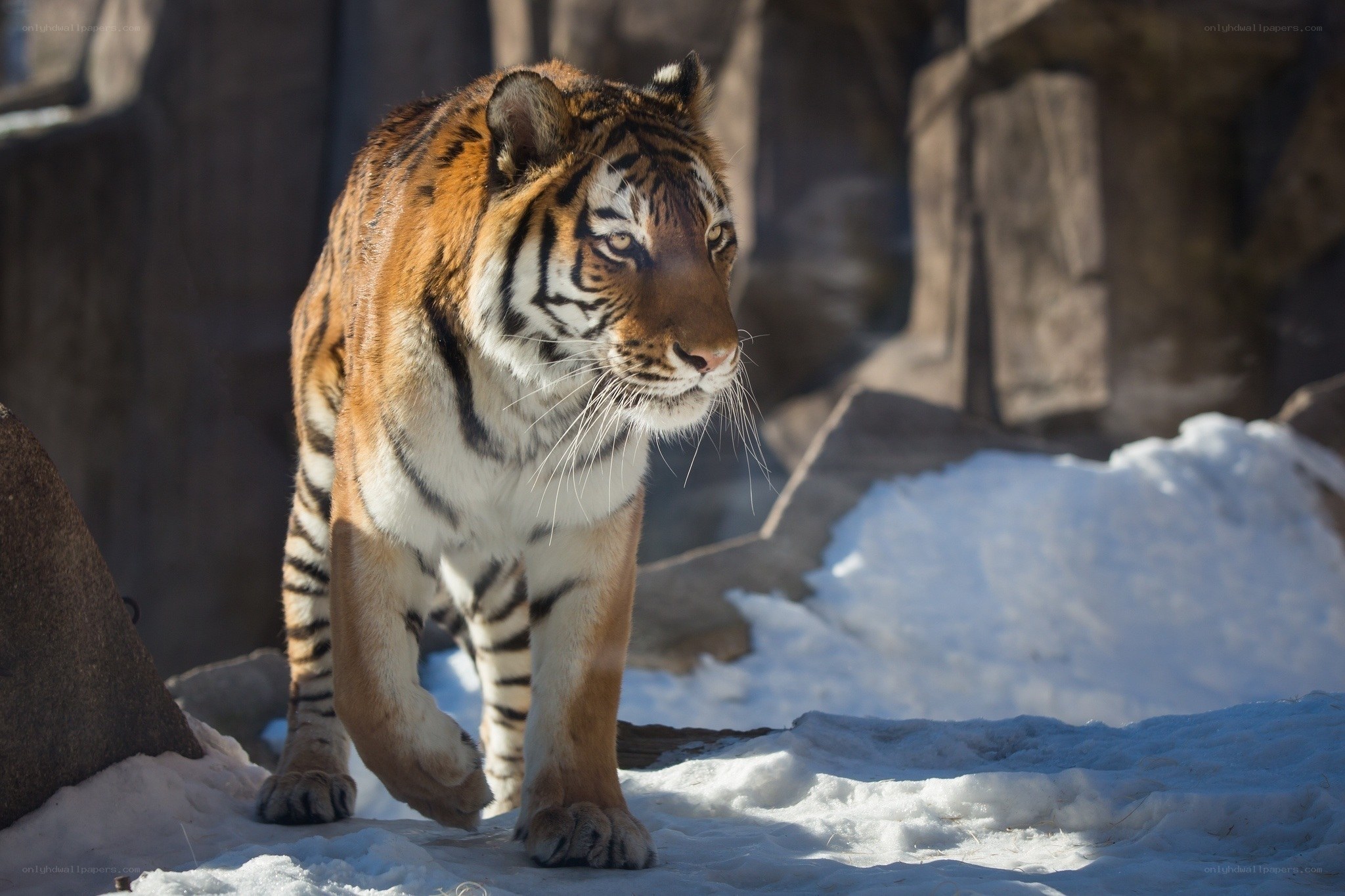tiger walking in snow