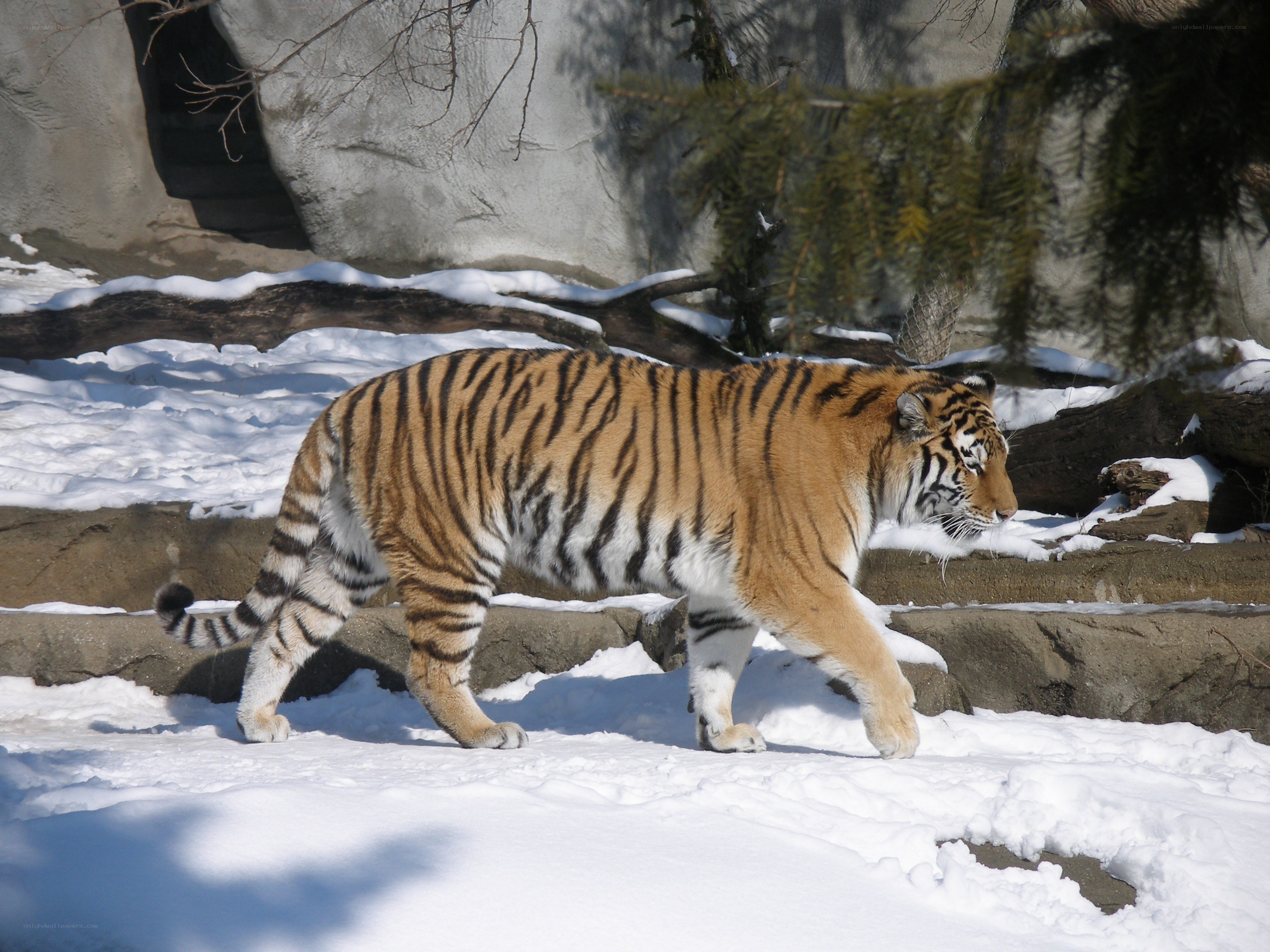 tiger walking in snow