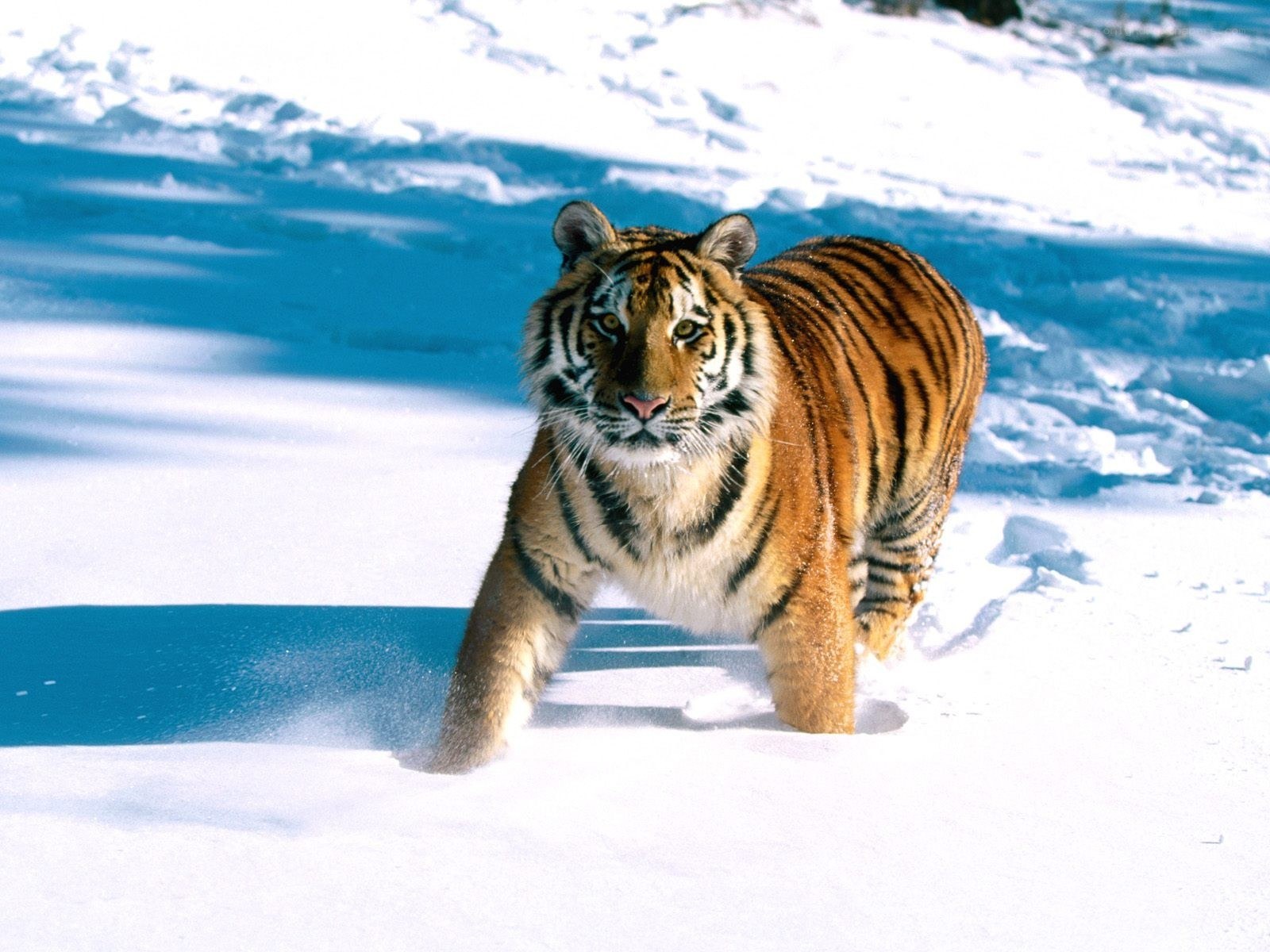 tiger walking in snow