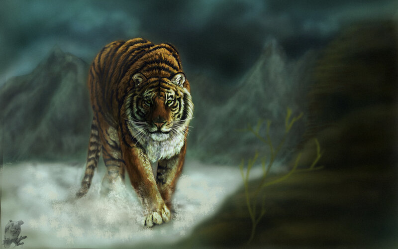 Tiger Walking in Snow — Brown