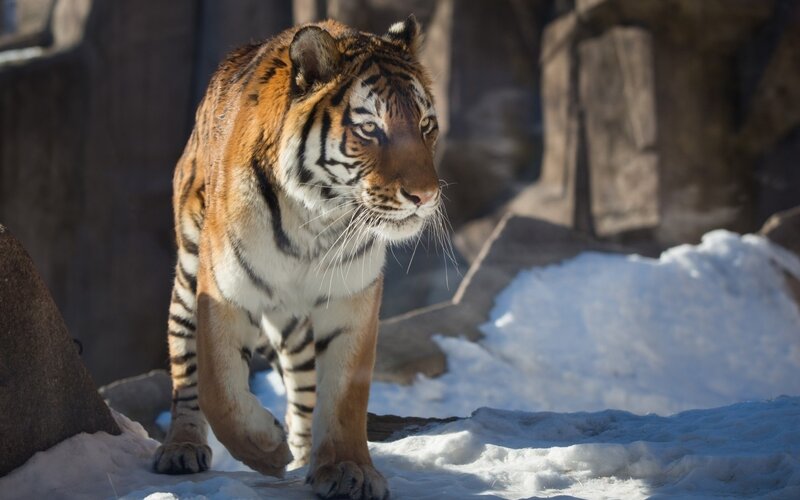 Tiger Walking in Snow — Orange, Alert