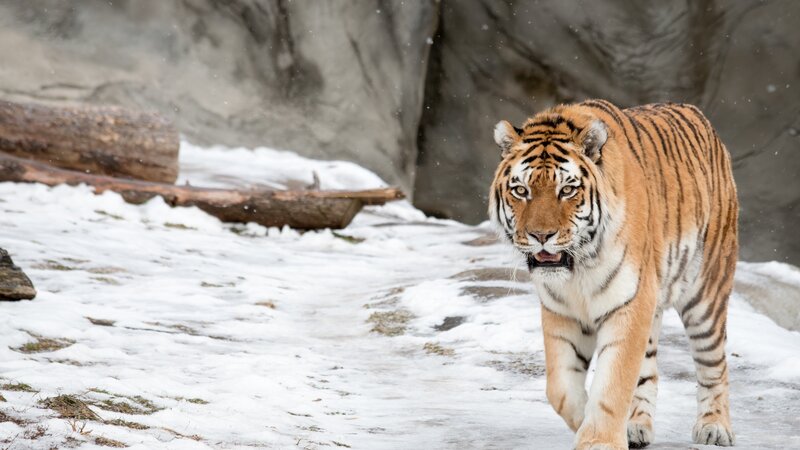 Tiger Walking in Snow — Orange, Cold