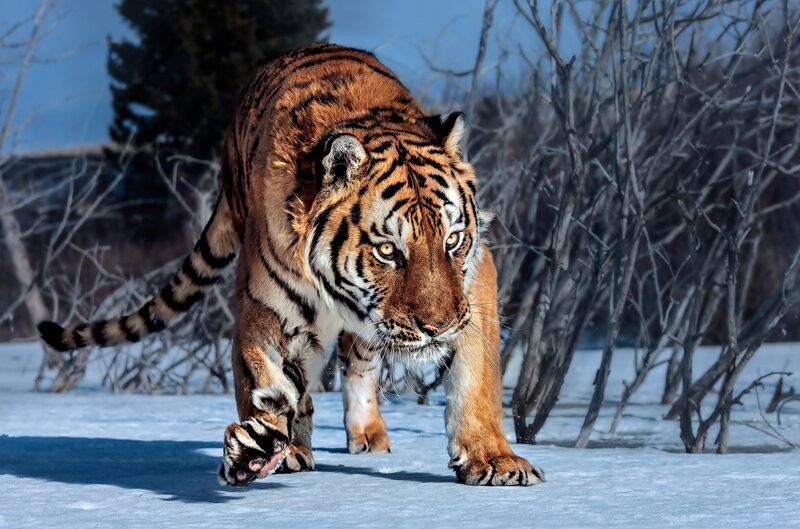 Tiger Walking in Snow — Orange, Dramatic, Winter