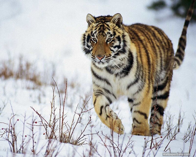 Tiger Walking in Snow — White, Alert, Winter, Photograph, Branches