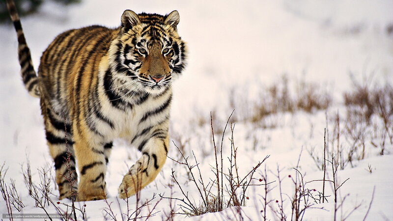 Tiger Walking in Snow — White, Alert, Winter, Photograph