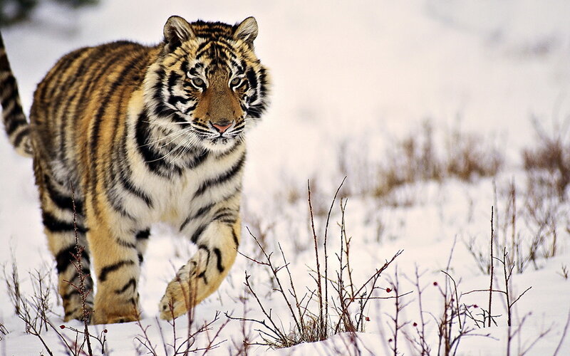 Tiger Walking in Snow — White, Alert, Winter