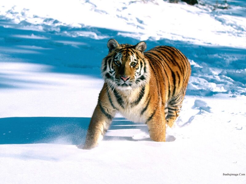 Tiger Walking in Snow — White, Dramatic, Winter
