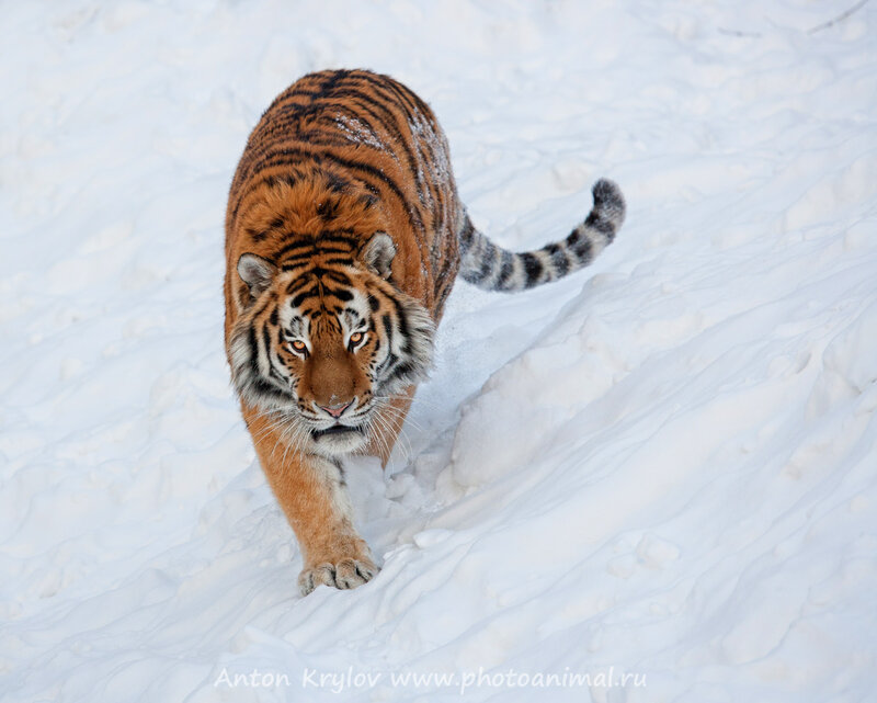 Tiger Walking in Snow — White, Intense