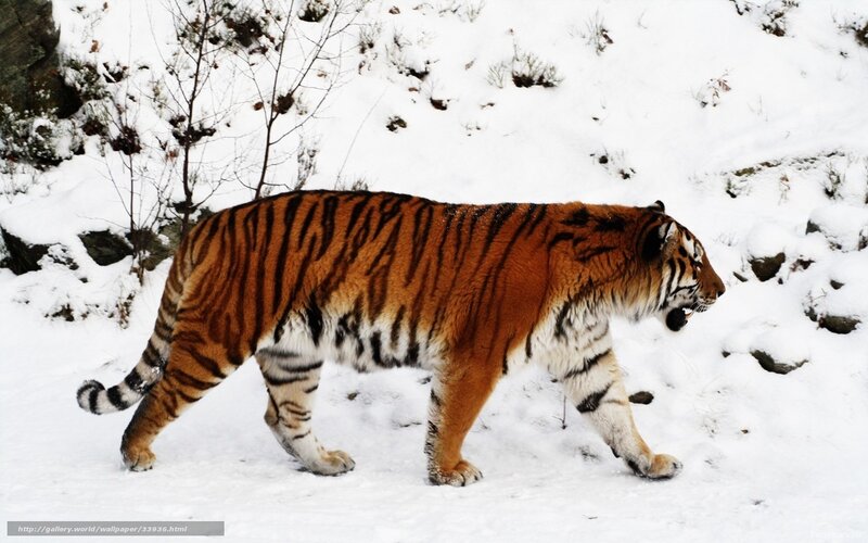 Tiger Walking in Snow — White