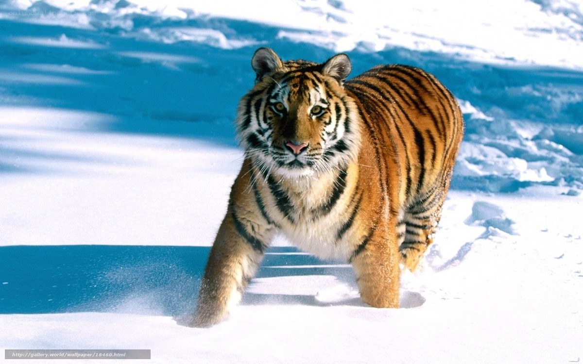Tiger walking in snow