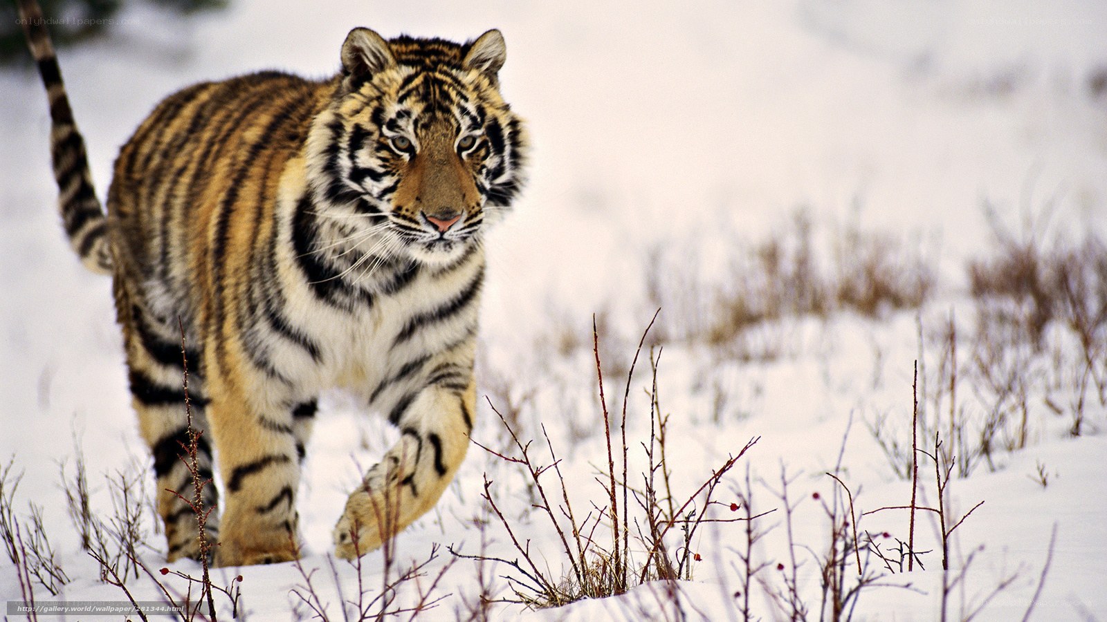 Tiger walking in snowy landscape