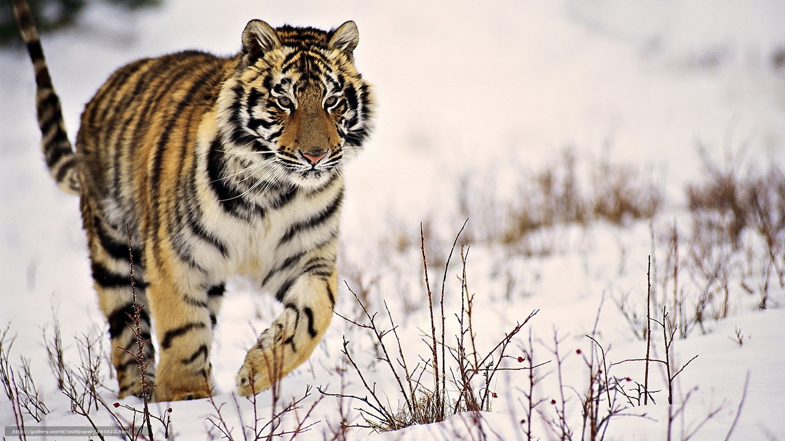 Tiger walking in snowy landscape