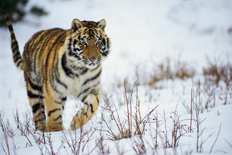 Tiger walking in snowy landscape