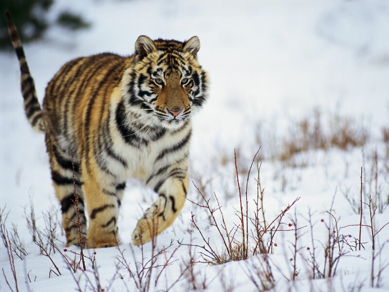 Tiger walking in snowy landscape