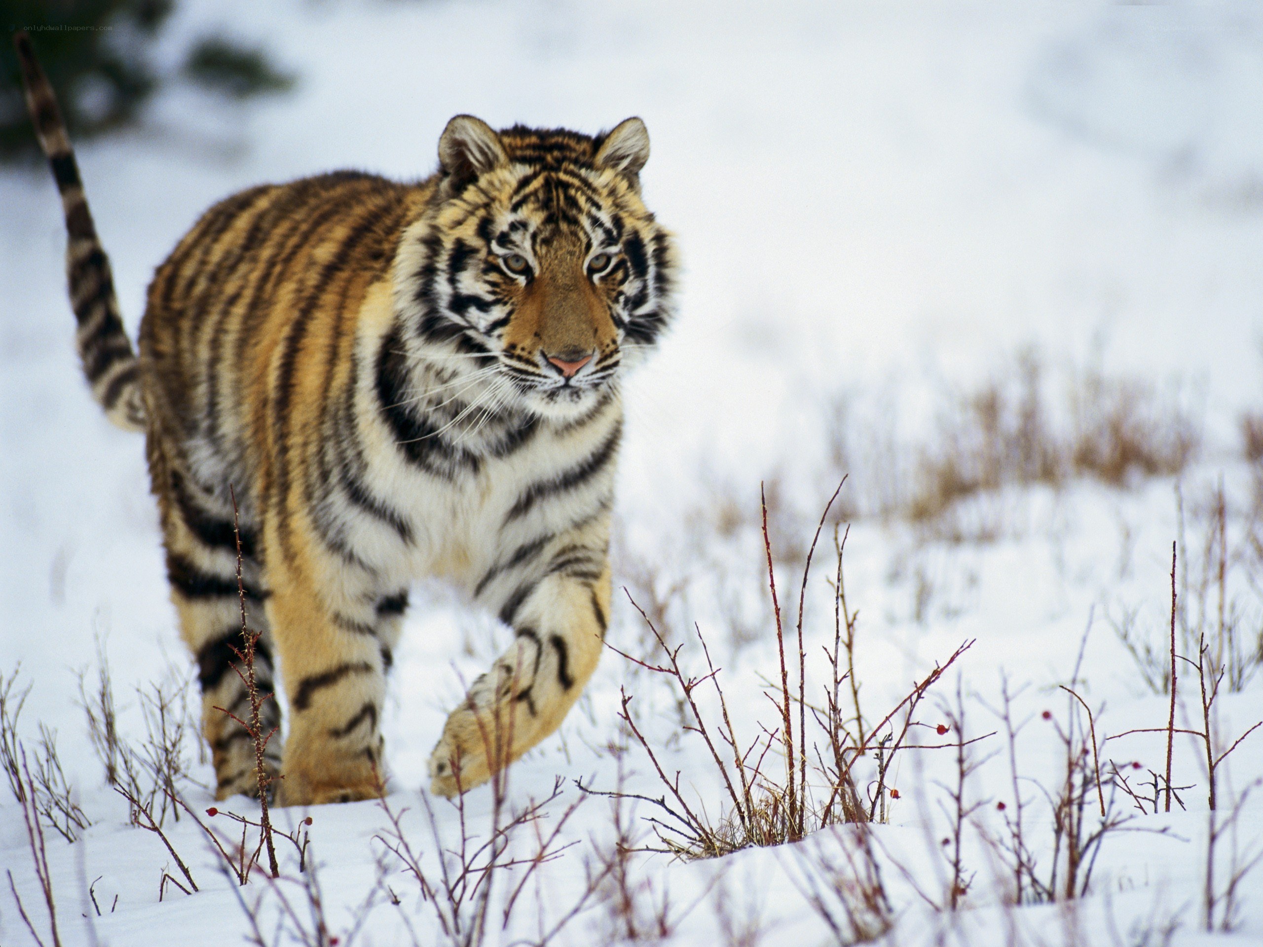 Tiger walking in snowy landscape