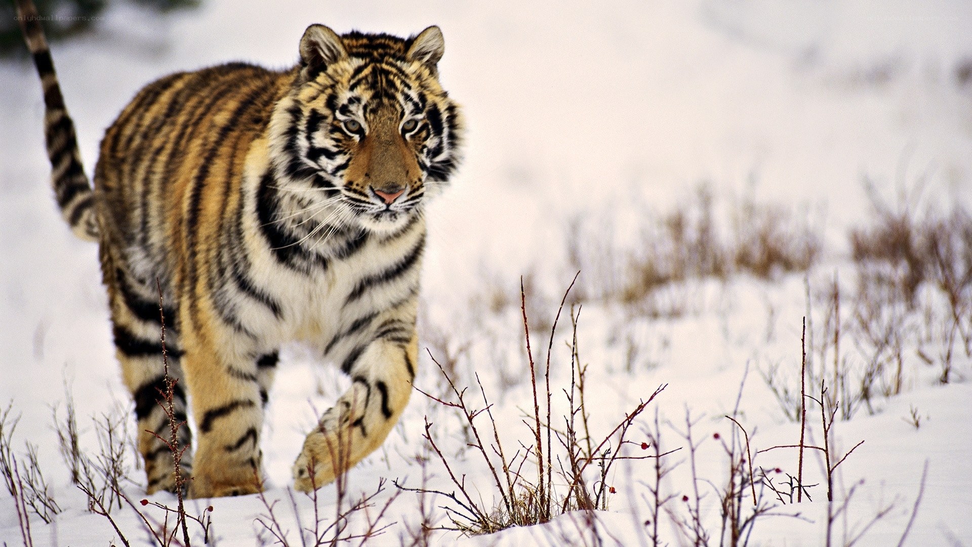 Tiger walking in snowy landscape