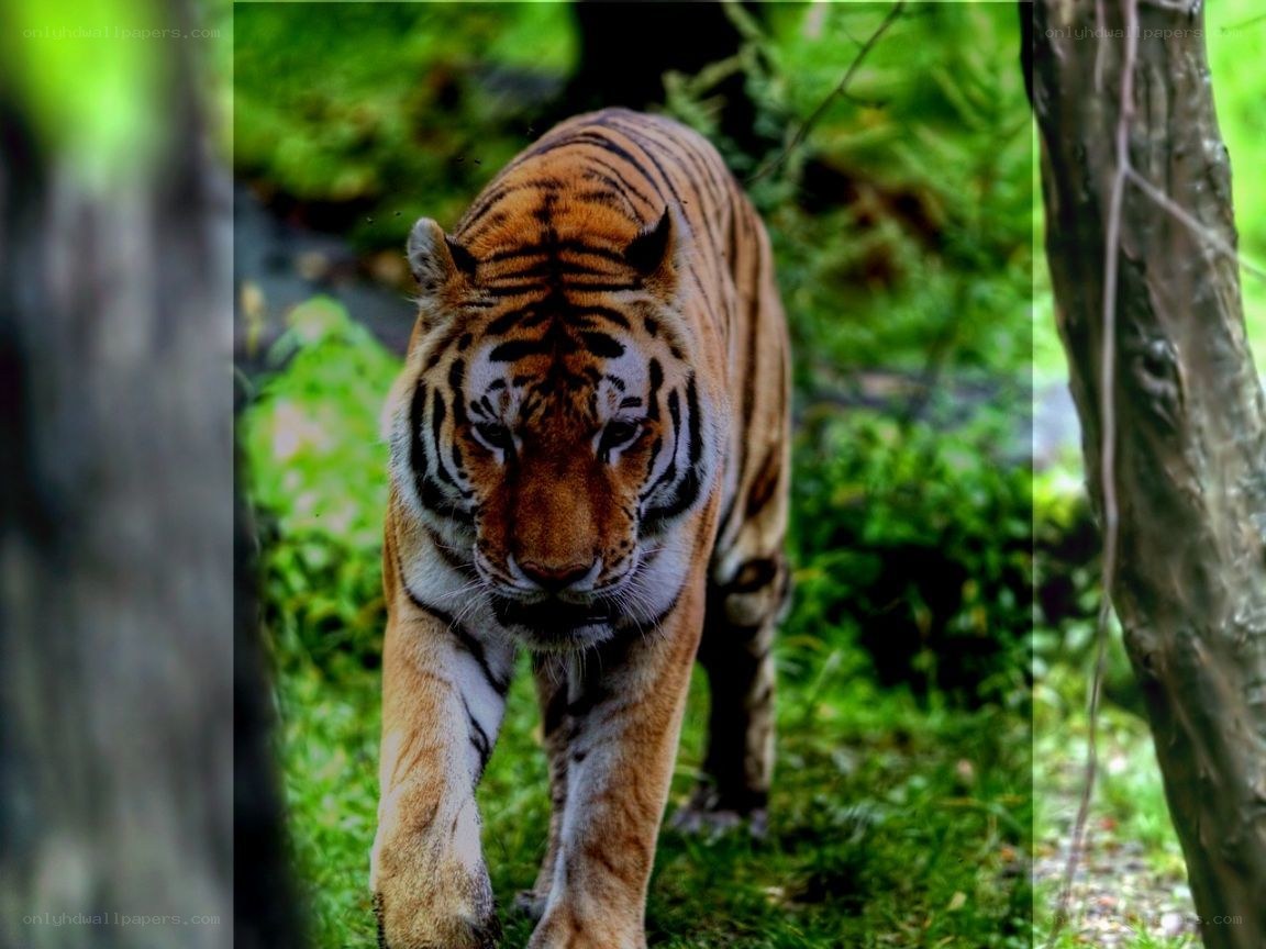 Tiger walking in the forest