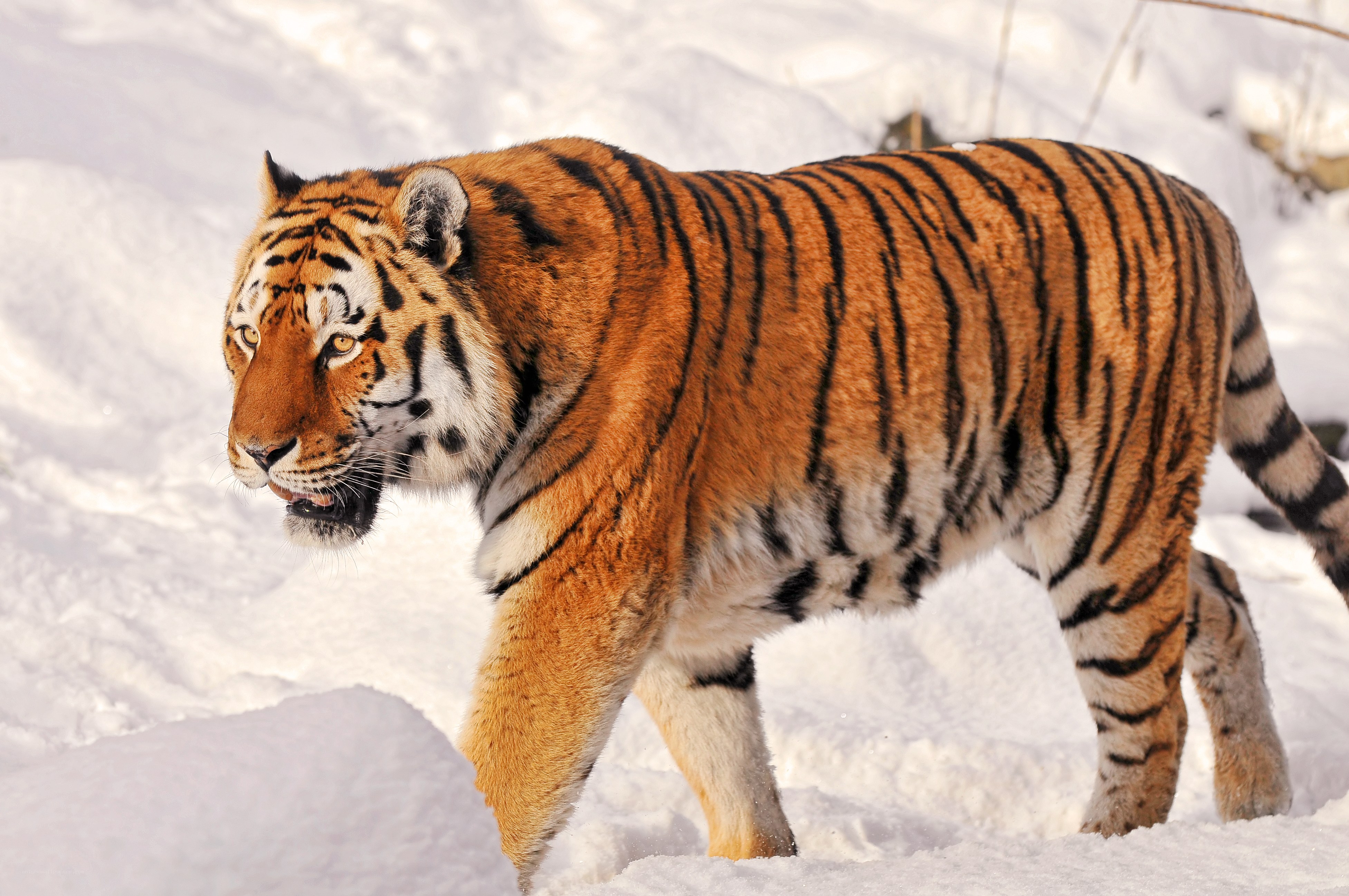 Tiger walking in the snow