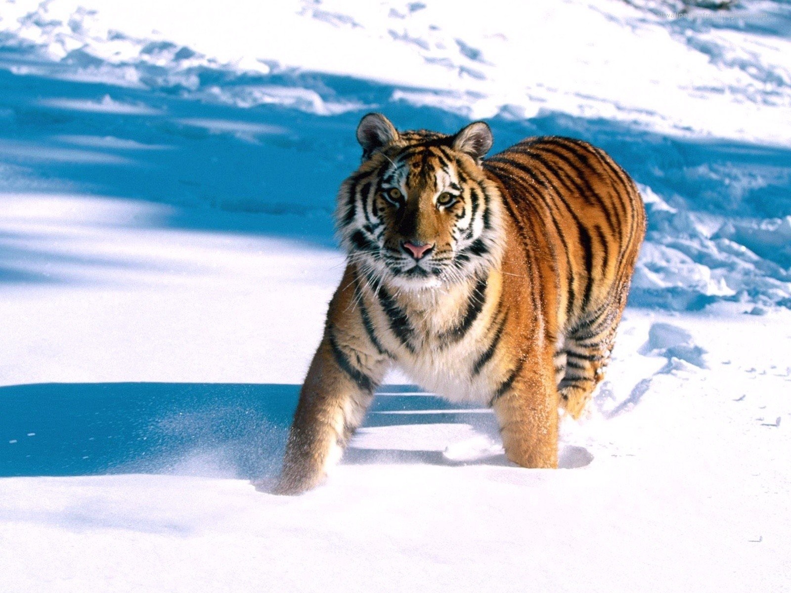 Tiger walking in the snow
