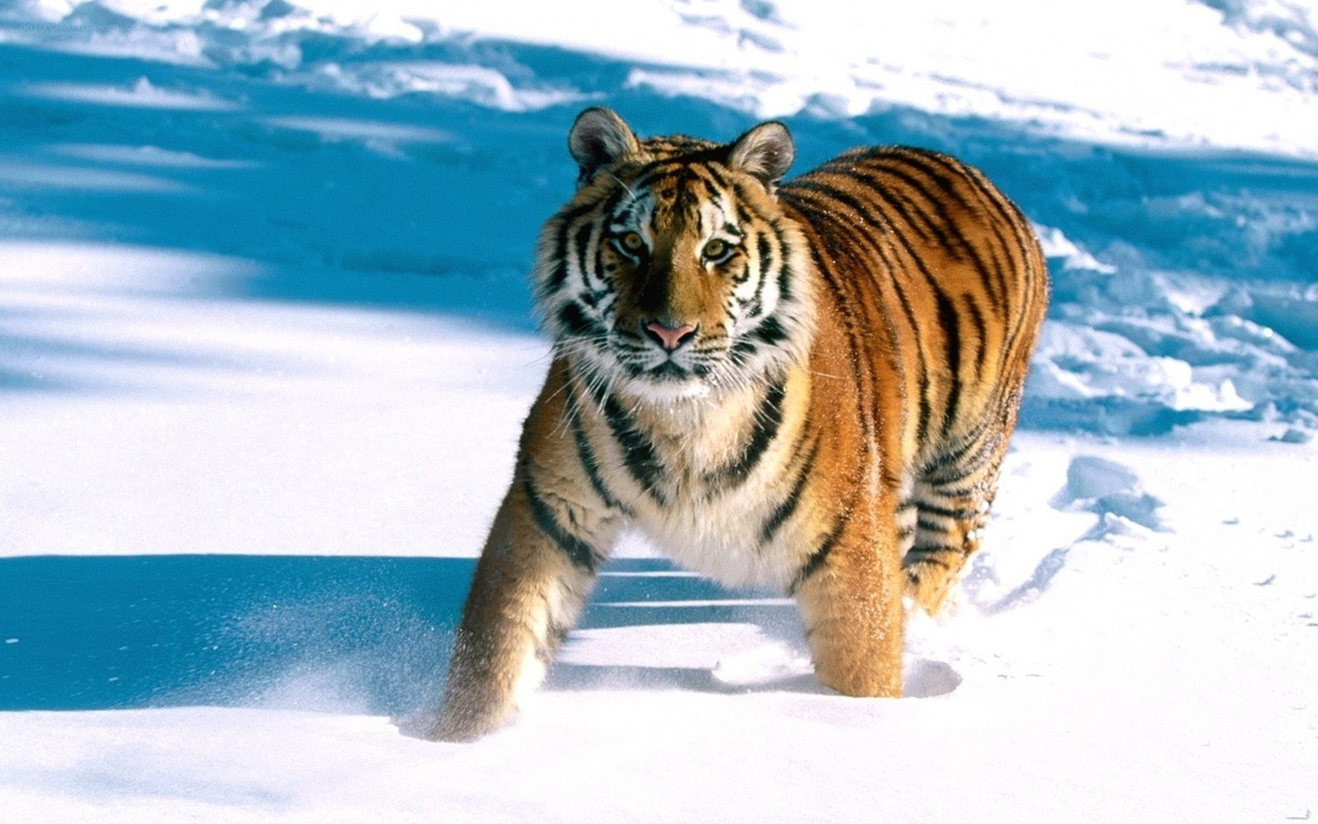 Tiger walking in the snow