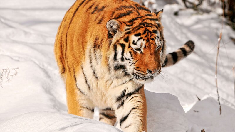 Tiger walking in the snow