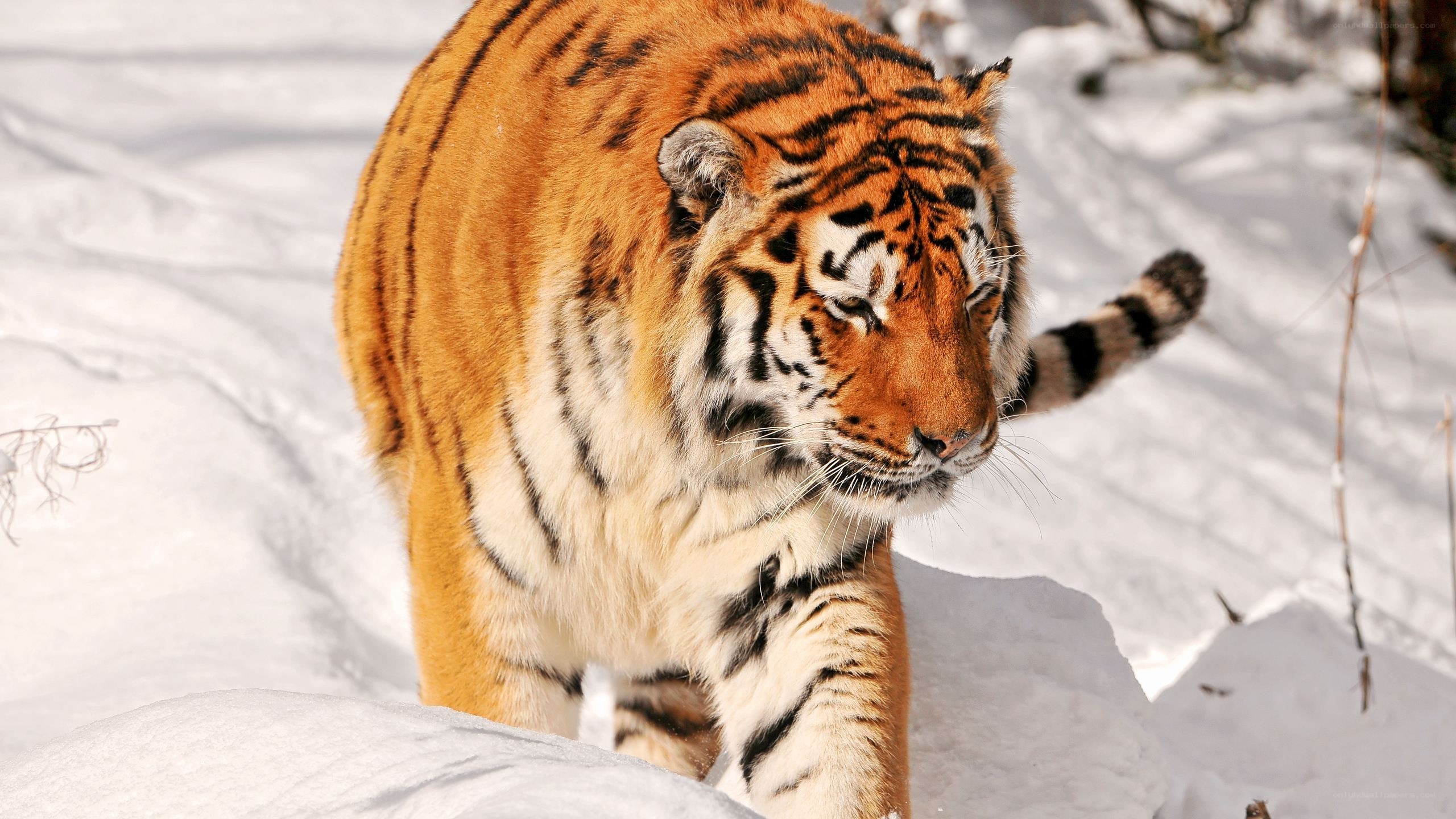 Tiger walking in the snow