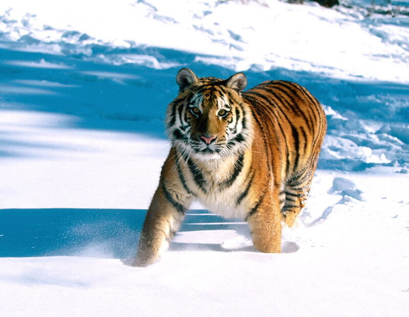 Tiger walking in the snow