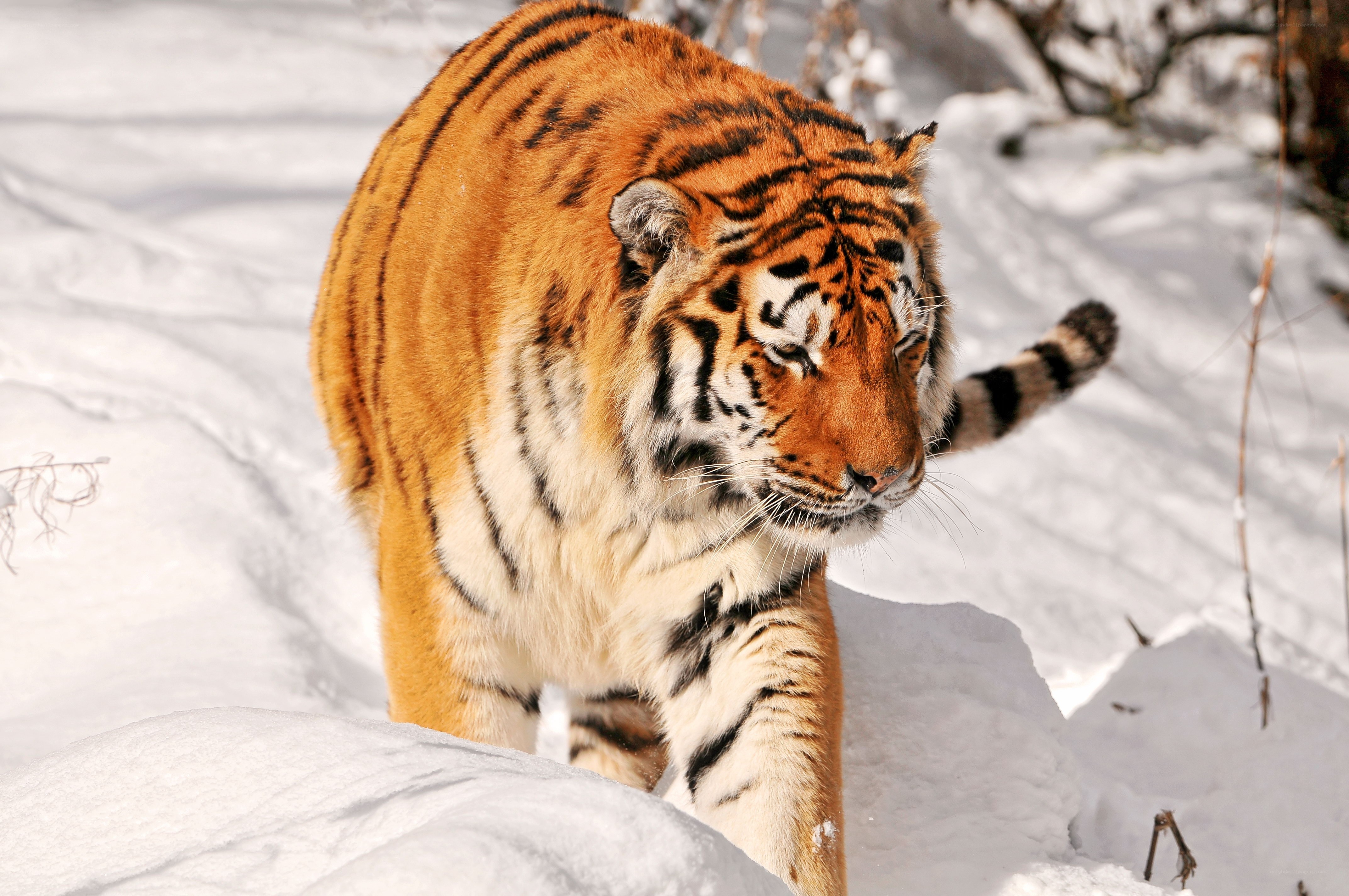 Tiger walking in the snow