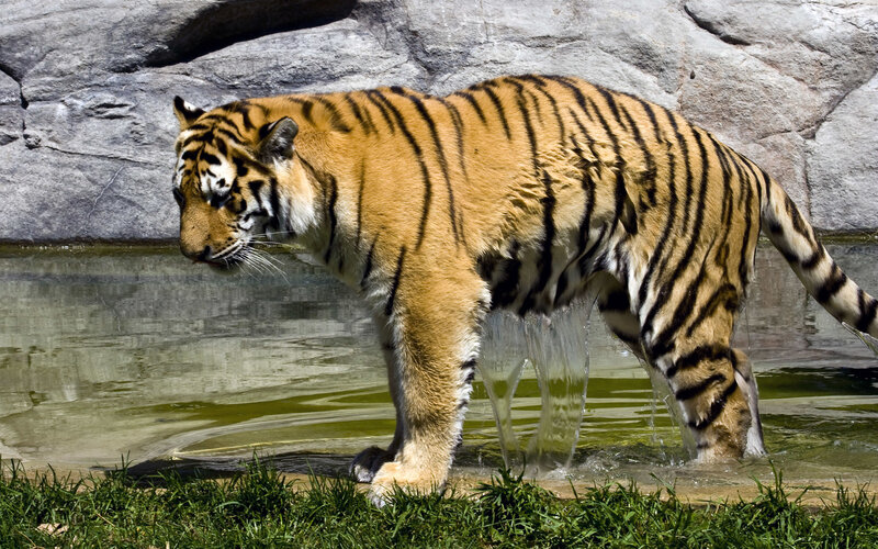 Tiger walking in water