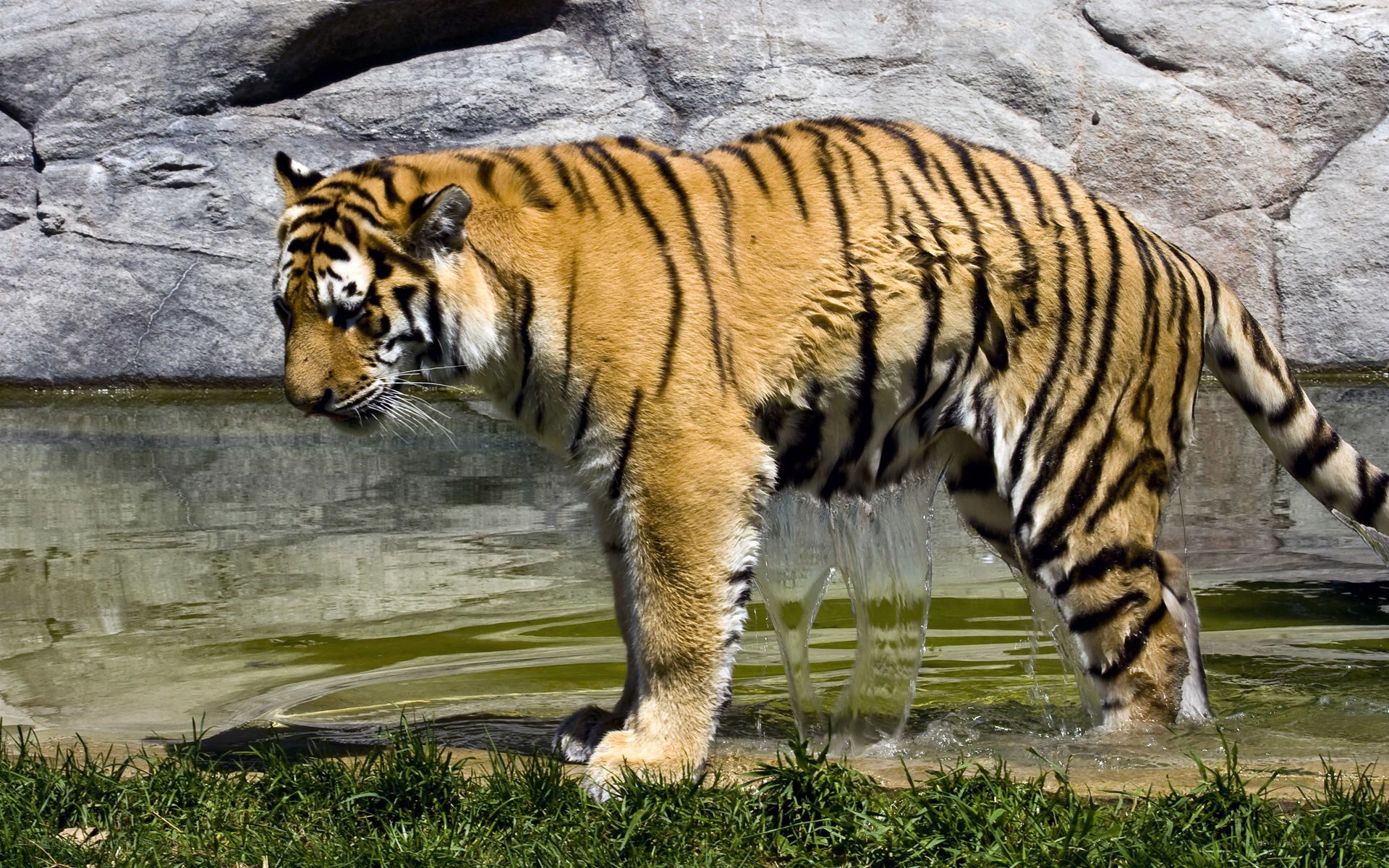 Tiger walking in water