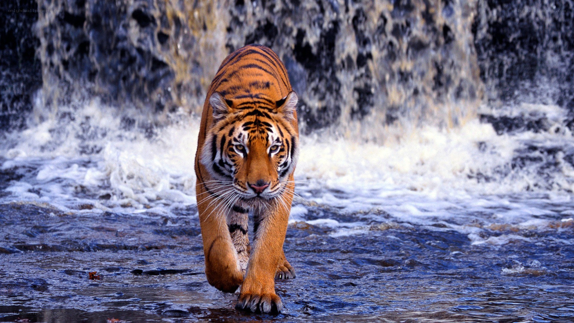 tiger walking in water