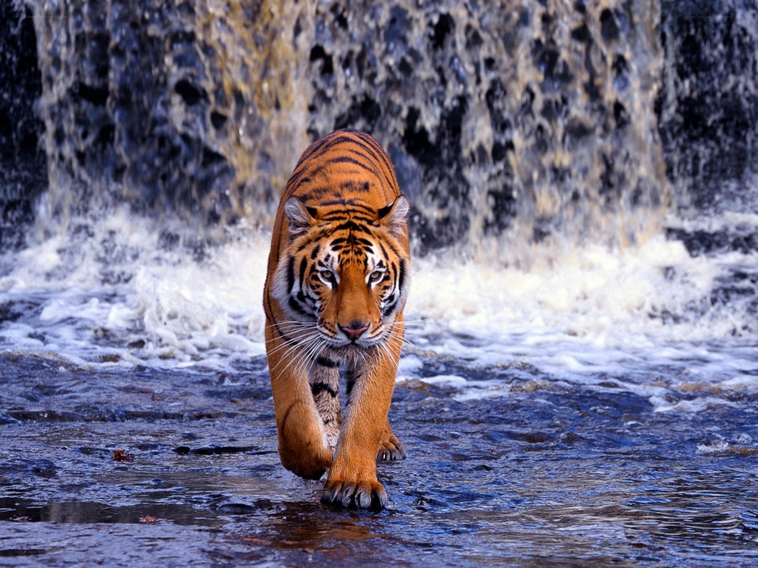 tiger walking in water