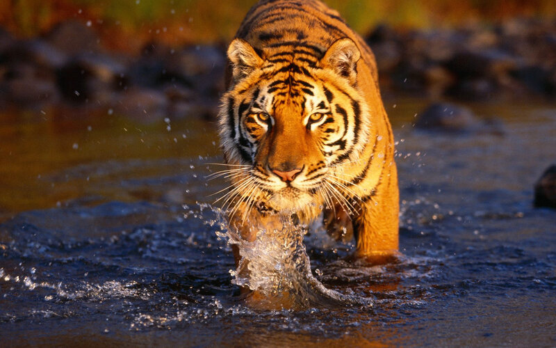 Tiger Walking in Water — Black