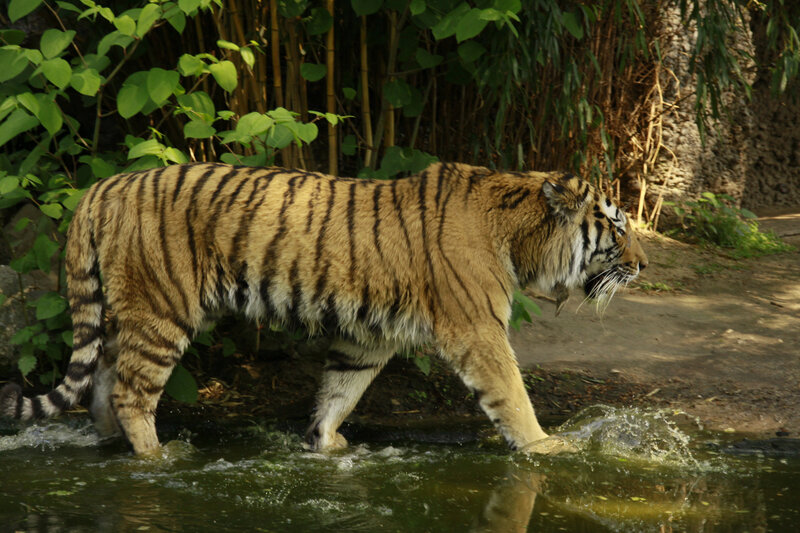 Tiger Walking in Water — Brown, Natural, Afternoon, Photograph