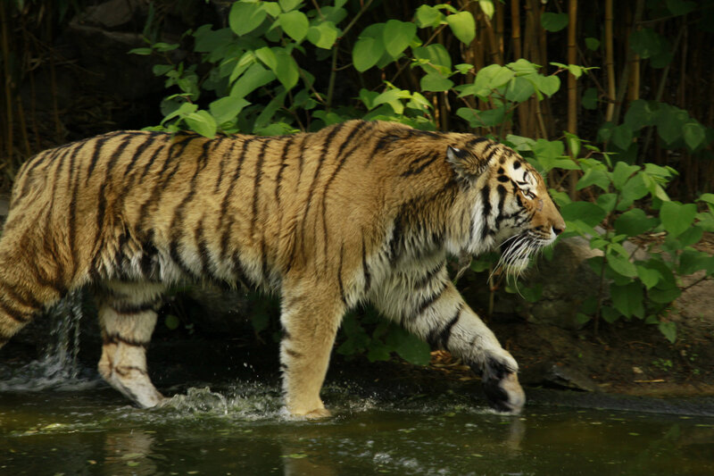 Tiger Walking in Water — Brown, Natural